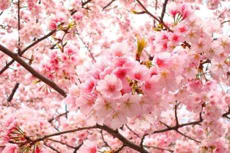 12.000 cành anh đào được trưng bày tại Triển lãm hoa anh đào Hà Nội 