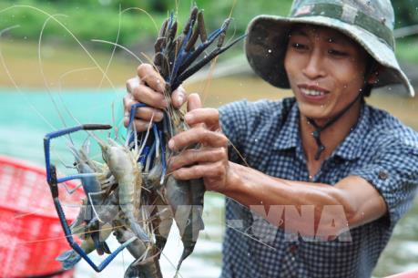 Kế hoạch phát triển ngành tôm đến năm 2025