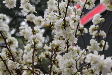 Lễ hội hoa anh đào tại Hà Nội kéo dài thêm một ngày