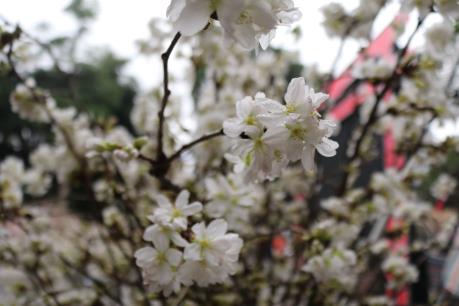 Cận cảnh hoa anh đào trước giờ khai mạc Lễ hội hoa tại Hà Nội