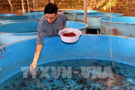 Lâm Đồng sản xuất trên 1 triệu con giống cá tầm mỗi năm