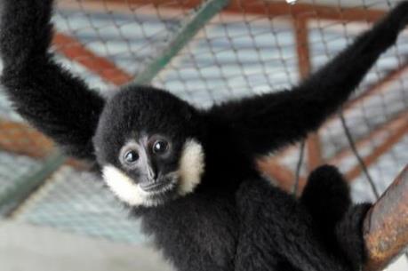 Phê duyệt Dự án "Phòng, chống buôn bán trái pháp luật các loài động, thực vật hoang dã"
