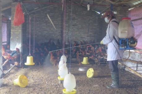 Hải Dương tích cực phòng chống dịch cúm gia cầm