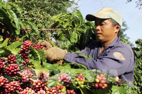 Nhận diện thách thức của ngành cà phê Việt Nam
