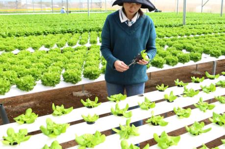Thạc sỹ 8X khởi nghiệp bằng vườn rau thủy canh
