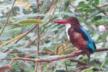 Phát hiện 40 loài chim nước quý tại Vườn quốc gia Bến En