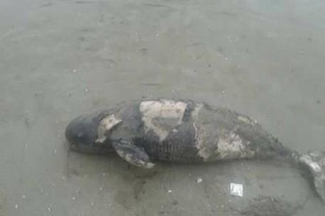 Phát hiện xác hai con cá heo dạt vào bờ biển Thanh Hóa