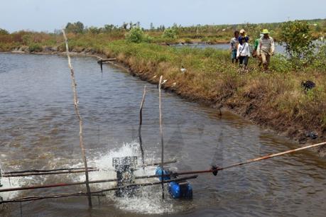 Nhiều mô hình nuôi tôm thẻ thâm canh ở Cà Mau đạt hiệu quả cao