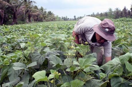 Long An thực hiện cánh đồng lớn trên 2.000 ha hoa màu