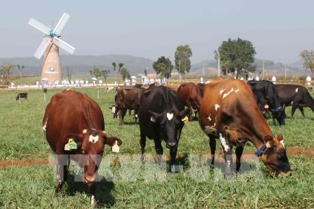 Khánh thành trang trại bò sữa hữu cơ đạt tiêu chuẩn châu Âu đầu tiên tại Việt Nam