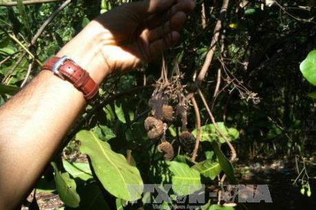 Nông dân “méo mặt” vì không có điều để bán