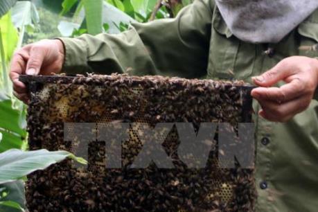 Tây Nguyên đầu tư cho ngành nuôi ong hàng hóa