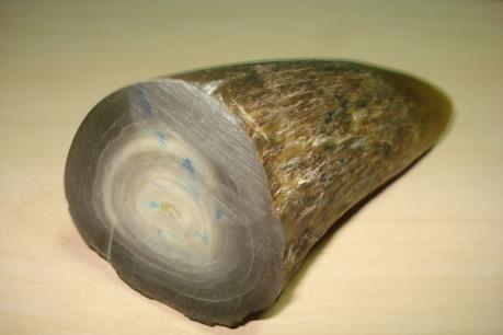 Phát hiện hơn 100 kg sừng động vật nghi là tê giác vào Hà Nội qua đường hàng không