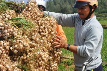 Tỏi Lý Sơn được mùa, được giá