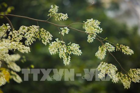 Đẹp tinh khôi mùa hoa sưa Hà Nội