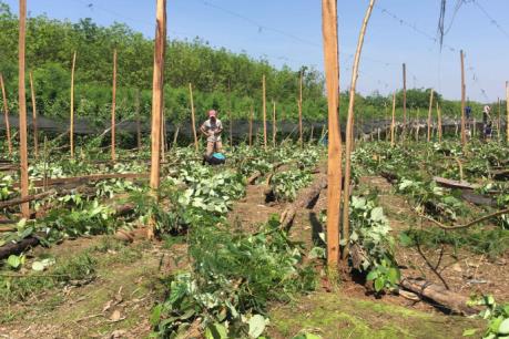 Mưa gió lốc xoáy gây thiệt hại cho Bình Phước hơn 10 tỷ đồng