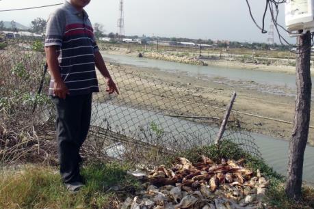Nhiều hải sản nuôi chết chưa rõ nguyên nhân ở Khánh Hòa