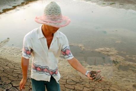 Bạc Liêu: Giá tôm nguyên liệu tăng mạnh