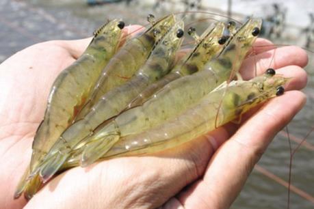 Giá tôm thẻ chân trắng đầu vụ tăng cao