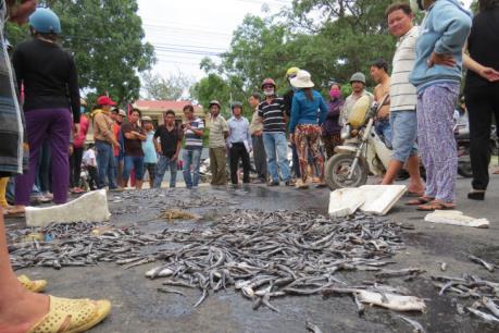 Khánh Hòa tìm hướng khắc phục sự cố tôm, cá chết chưa rõ nguyên nhân