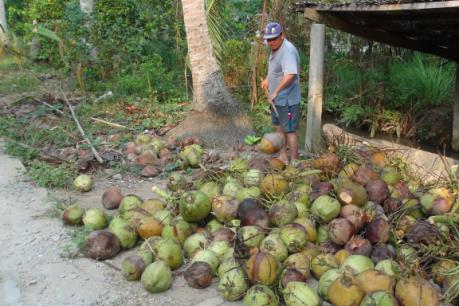 Năng suất dừa giảm mạnh do ảnh hưởng của hạn mặn