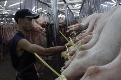 Có khả thi khi đeo vòng chân cho lợn để truy xuất nguồn gốc thịt?