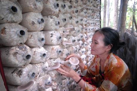 Trồng nấm theo quy trình khép kín cho thu nhập hàng trăm triệu/năm