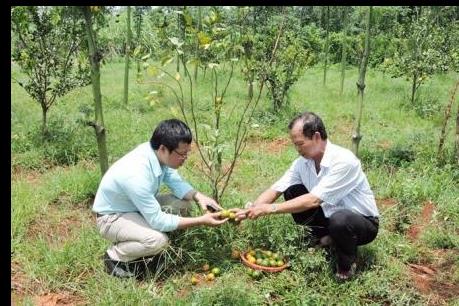 Vì sao thương lái đổ xô thu mua quýt non tại Bà Rịa-Vũng Tàu?