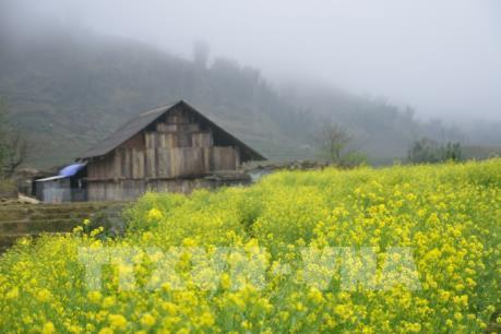 Hoa cải nở vàng ở bản Cát Cát, Sapa