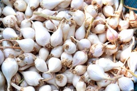 Thu lãi 300 triệu đồng từ trồng tỏi trên đất cát 