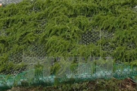 Nghề rong biển với triển vọng kinh tế và bảo vệ môi trường