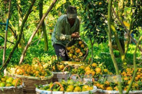 Thu tiền tỷ từ cây quýt đường