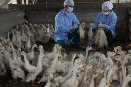 Xuất hiện ổ dịch cúm gia cầm A/H5N1 mới