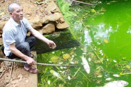 Lào Cai: Làm rõ nguyên nhân cá chết hàng loạt