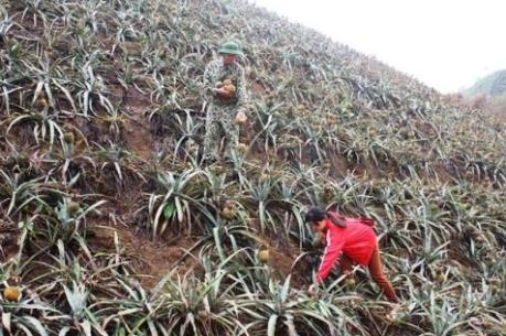 Đi tìm nguyên nhân khiến hàng chục hecta dứa của dân chết bất thường