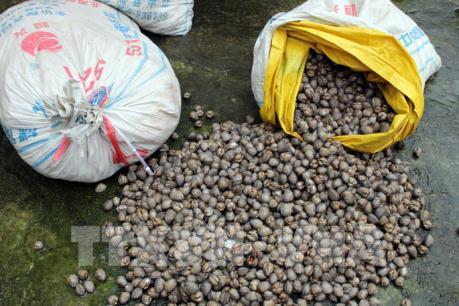 Tiêu hủy gần 2 tấn hải sản không rõ nguồn gốc