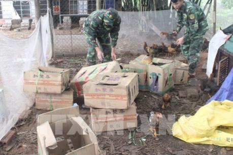 Quảng Ninh bắt giữ 150 kg gà thịt không rõ nguồn gốc