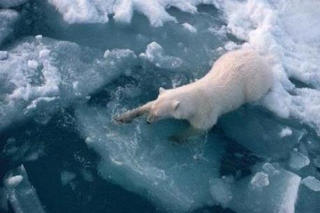 Băng ở Bắc Cực ngày càng mỏng hơn do Trái Đất ấm lên