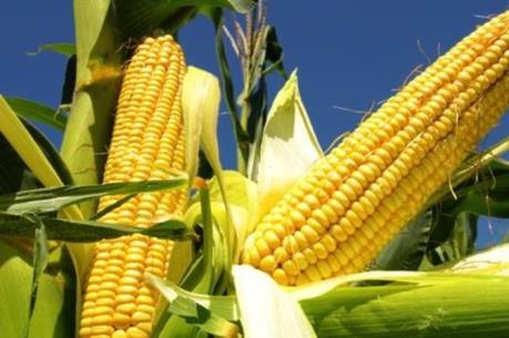 Ngô – “vũ khí” mới của Mexico trong đàm phán thương mại với Mỹ