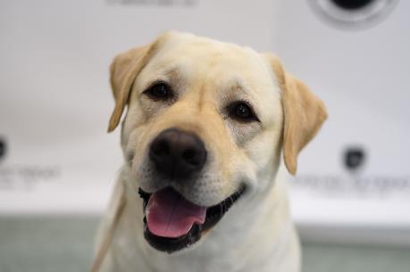 Labrador Retriever là giống chó được yêu thích nhất tại Mỹ