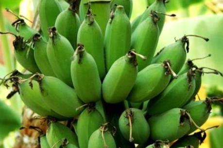 Cà Mau xây dựng thương hiệu chuối xiêm đặc sản