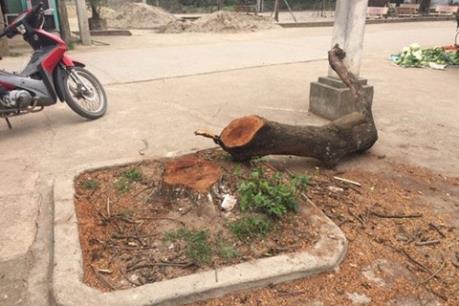 Hà Nội: Làm rõ việc chặt cây gây phản cảm ở Thạch Thất