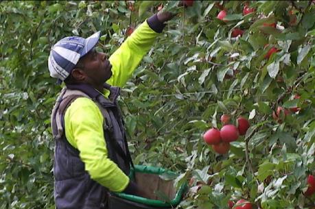 Australia thiếu trầm trọng lao động nông trại