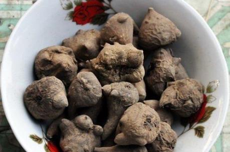 Cảnh báo tình trạng ngộ độc rượu ngâm củ ấu tàu