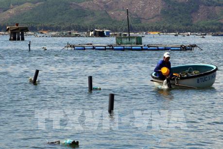 Phú Yên phòng trị bệnh trên tôm hùm nuôi bằng lồng