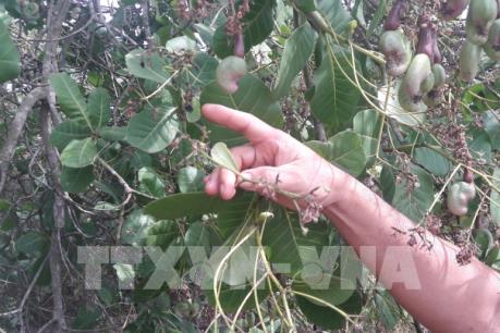 Giá điều giảm mạnh vì tư thương ép giá