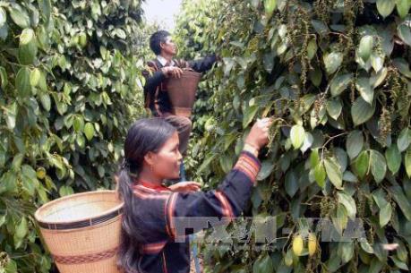 Giá hồ tiêu trong nước biến động bất thường