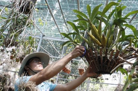 Chàng thanh niên khởi nghiệp từ đam mê kinh doanh lan rừng