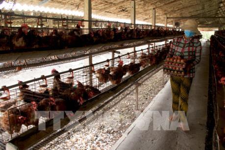 Hợp tác nuôi gà đẻ giúp nông dân thu tiền tỷ