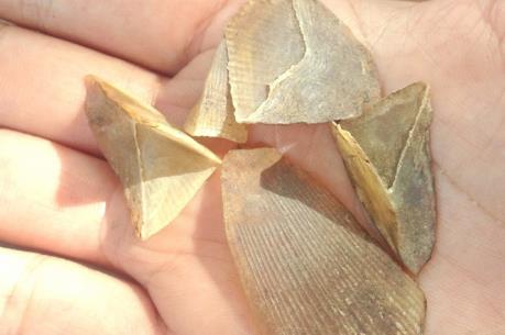 Dùng vảy tê tê liệu có thể chữa bệnh?